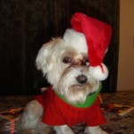 Santa Dog