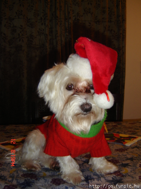 Santa Dog