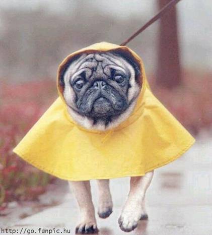 Dog wearing raincoat