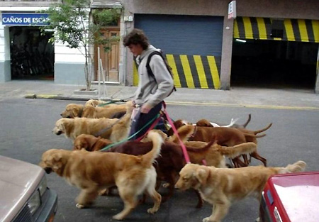 now that's a dog walker