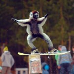Monkey snowboarding
