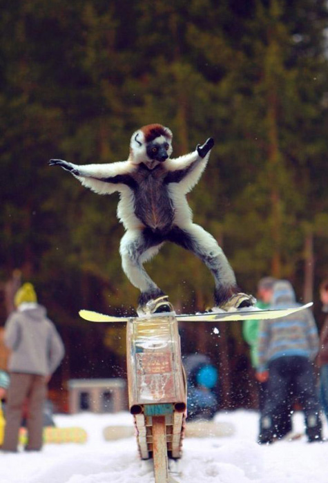Monkey snowboarding